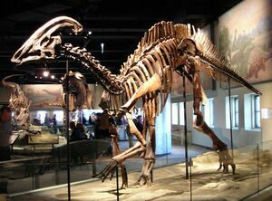Hadrosaur skeleton, Field Museum.  Photo by Lisa Andres